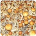 Псилоцибиновые (галлюциногенные)  грибы Psilocybin "Golden Teacher" в Ярцево