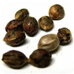 Семена марихуаны АК-47  (Seeds AK-47) в Ярцево